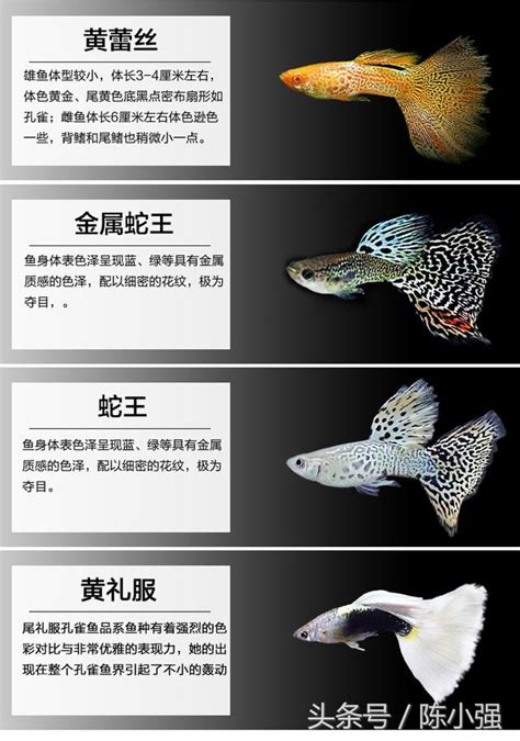 魚顏色|孔雀幼魚顏色指南：揭秘10種罕見色彩 